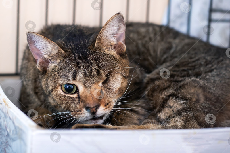 Скачать Кошка лежит в коробке и с любопытством смотрит в камеру фотосток Ozero
