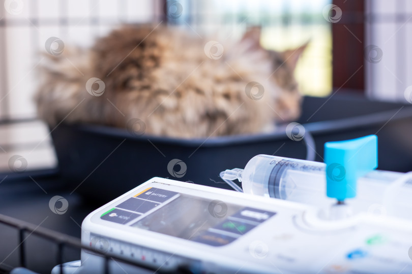 Скачать Домашняя кошка в данный момент лежит в клетке прямо рядом со шприцем фотосток Ozero