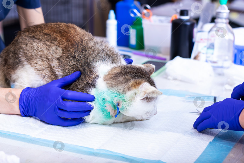 Скачать Домашняя кошка в настоящее время проходит обследование у ветеринара на операционном столе фотосток Ozero