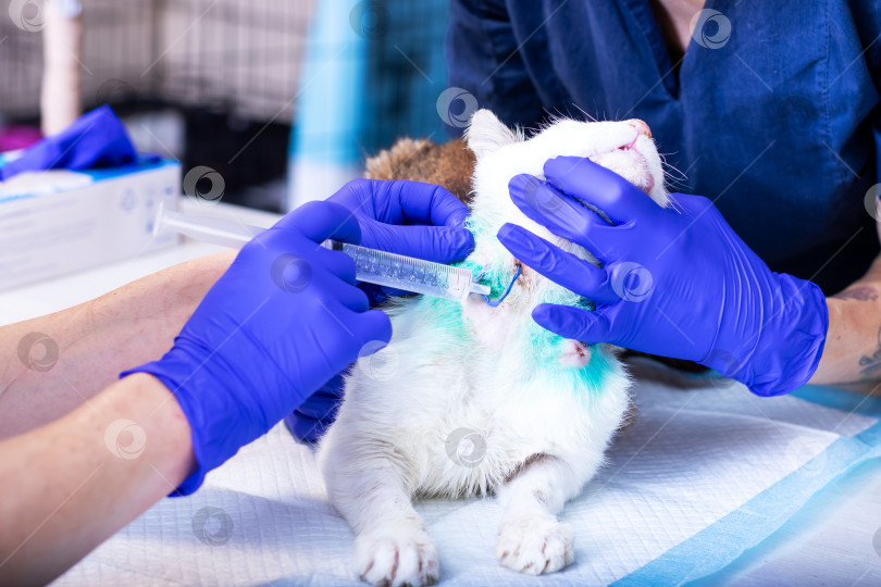 Скачать Ветеринар осторожно вводит инъекцию в ухо котятам фотосток Ozero