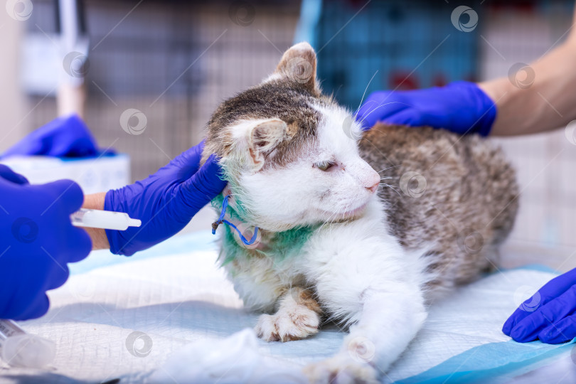 Скачать Ветеринар внимательно осматривает кошку, лежащую на столе фотосток Ozero