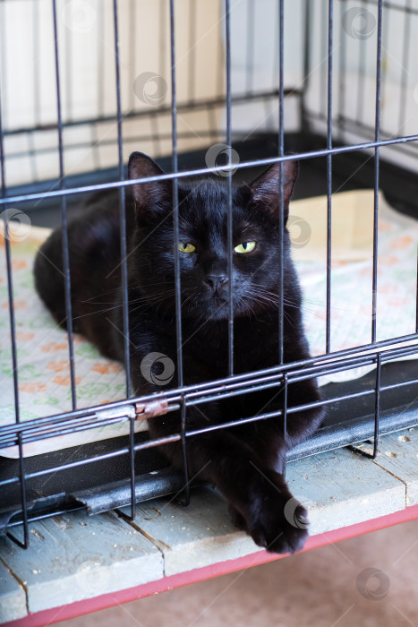 Скачать Черная кошка лежит в клетке и с любопытством смотрит в камеру фотосток Ozero