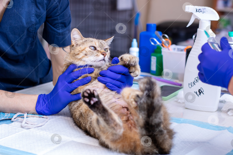 Скачать Домашнюю кошку тщательно осматривает ветеринар в клинике фотосток Ozero