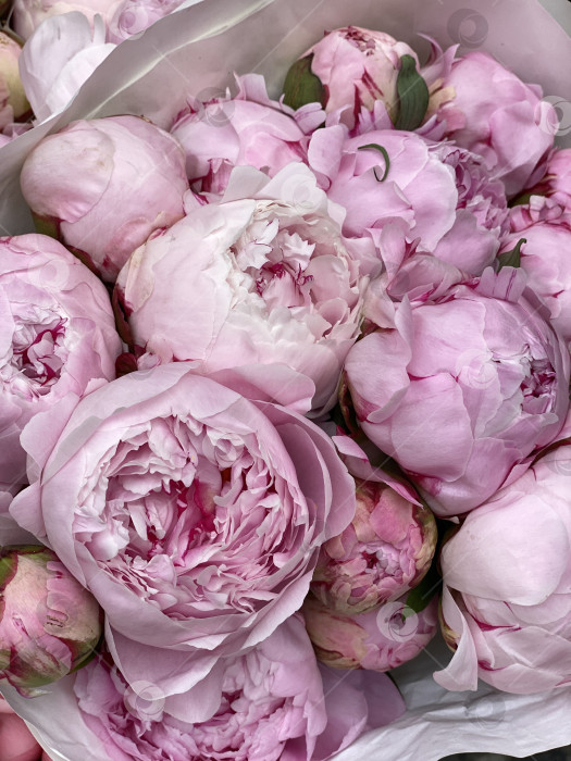 Скачать Букет розовых пионов создает элегантный цветочный фон с мягкими пастельными оттенками и нежными лепестками фотосток Ozero