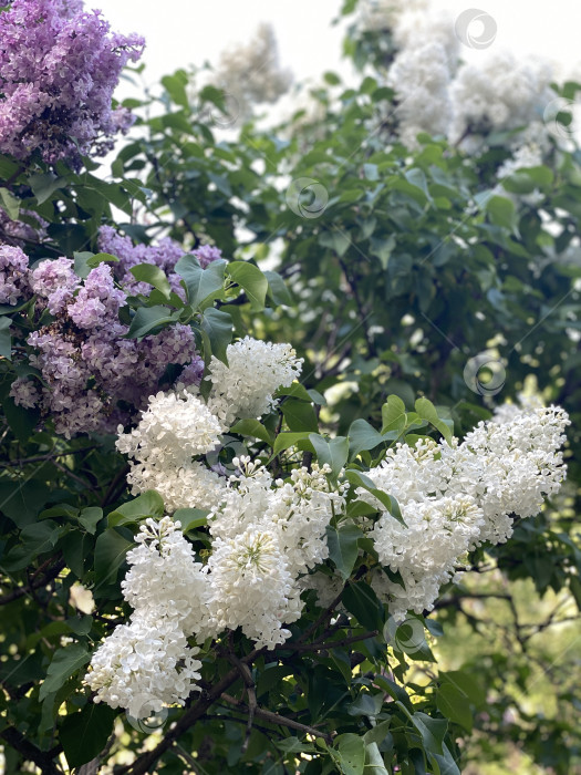 Скачать Сирень, цветущая яркими фиолетовыми и белыми цветами на фоне пышной зеленой листвы фотосток Ozero