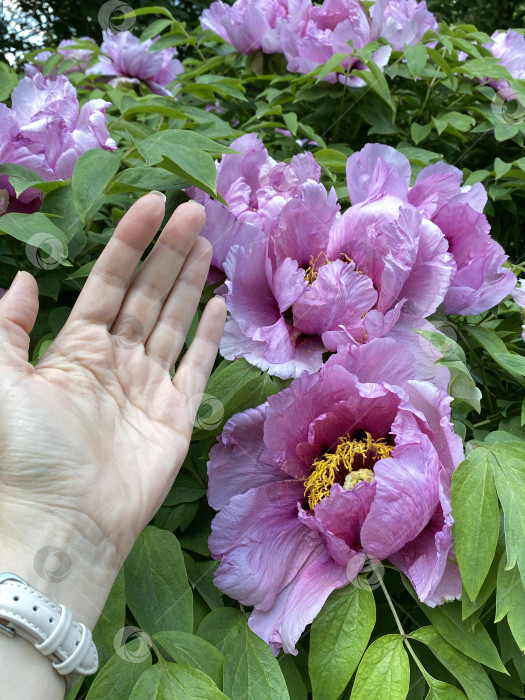 Скачать Большие розовые пионы в саду с изображением руки в масштабе и зелеными листьями на заднем плане фотосток Ozero