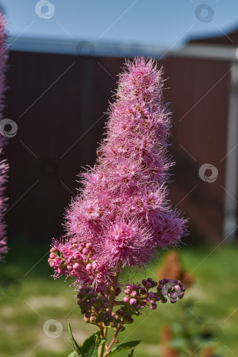 Скачать Спирея иволистная (лат. Spiraea salicifolia). фотосток Ozero