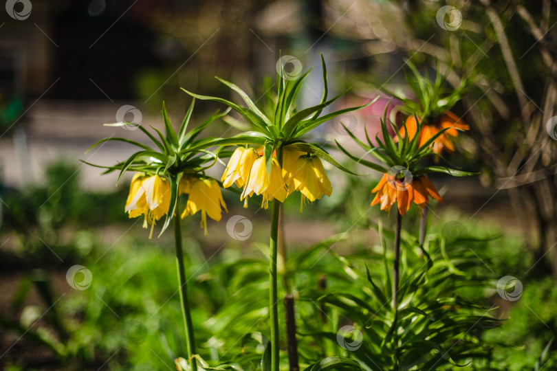 Скачать Fritillaria imperialis. В солнечный день в пышном зеленом саду фотосток Ozero
