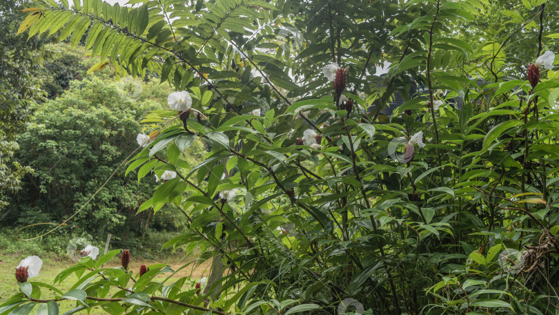 Скачать Растительность влажного тропического леса. Цветущий кустарник Costus Alba фотосток Ozero
