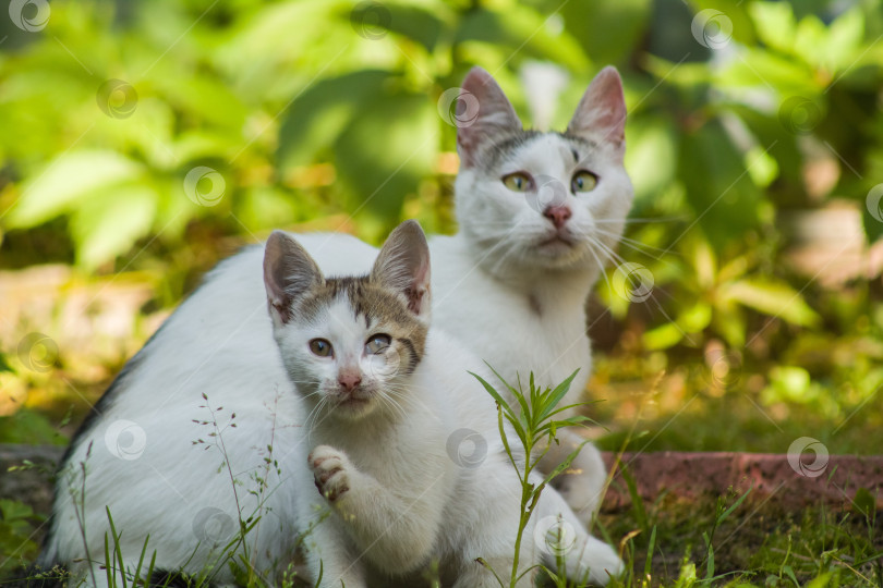 Скачать кошка с котенком фотосток Ozero