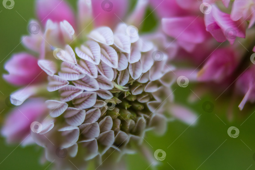 Скачать клевер фотосток Ozero