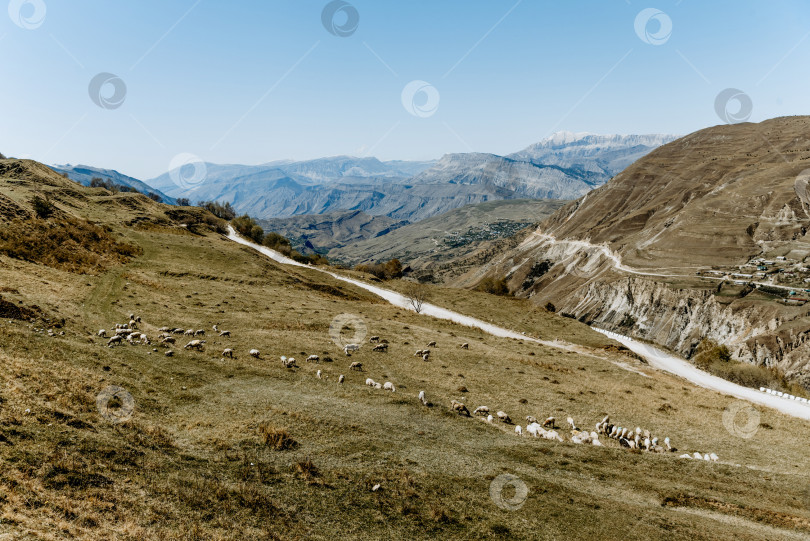Скачать Стадо горных овец пасется на холмистом зеленом лугу, сельскохозяйственные животные прогуливаются фотосток Ozero