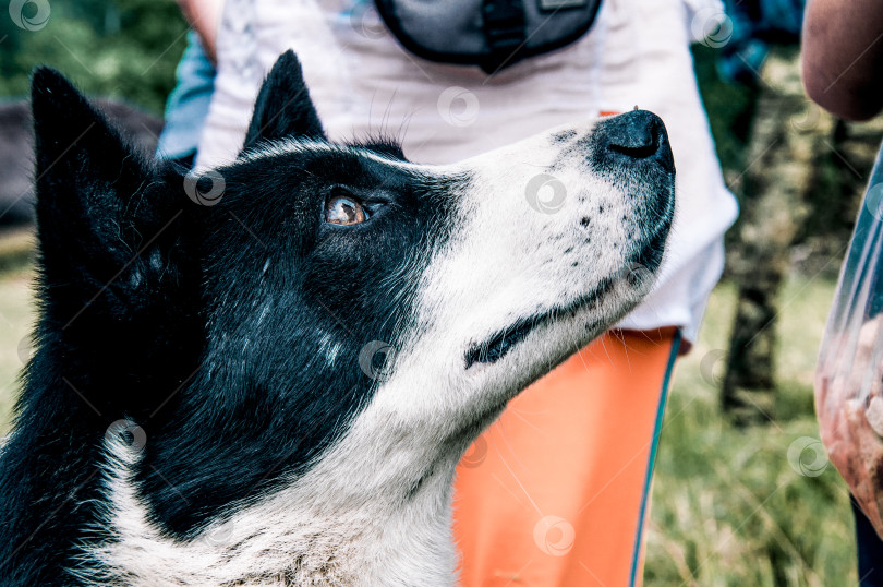 Скачать Домашний беспородный питомец, пушистая дворовая собака смотрит на портрет хозяина фотосток Ozero