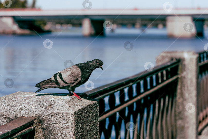 Скачать Дикий серый голубь сидит на заборе городской набережной рядом с прудом и наблюдает за птицами фотосток Ozero