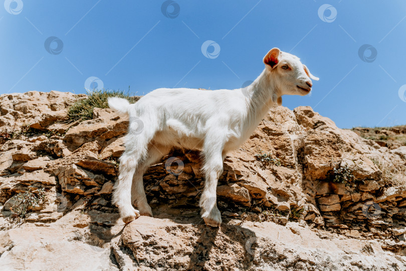 Скачать Молодые горные козлы спускаются по крутому обрыву, сельскохозяйственные млекопитающие пасутся на лугу за пределами фермы фотосток Ozero