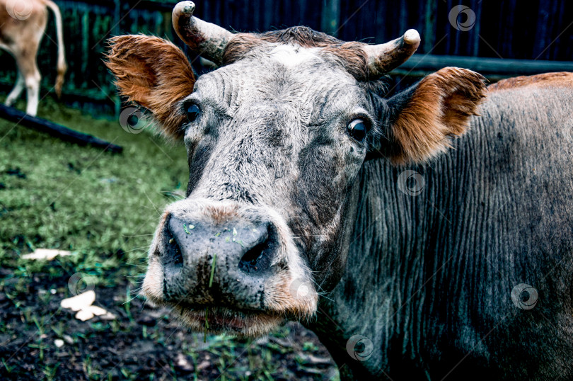 Скачать Домашняя корова, возвращающаяся с пастбища в коровник, деревенский осенний пейзаж на ферме фотосток Ozero