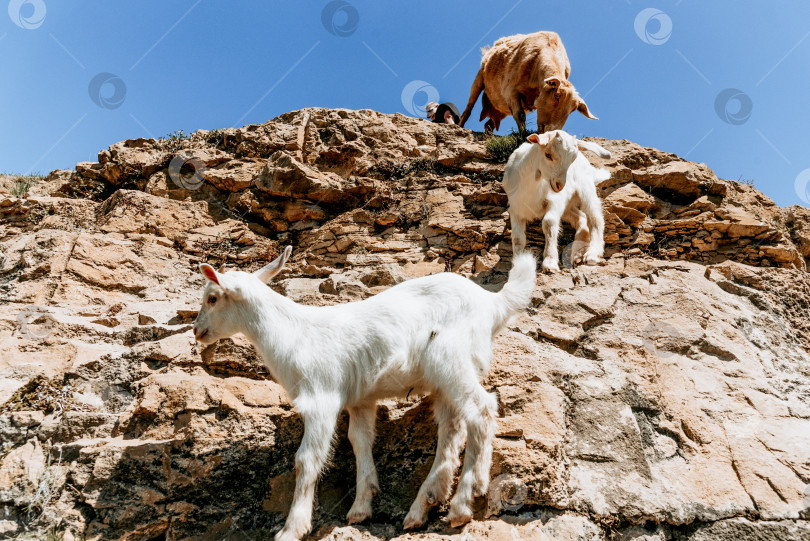 Скачать Молодые горные козлы спускаются по крутому обрыву, сельскохозяйственные млекопитающие пасутся на загородном лугу. фотосток Ozero