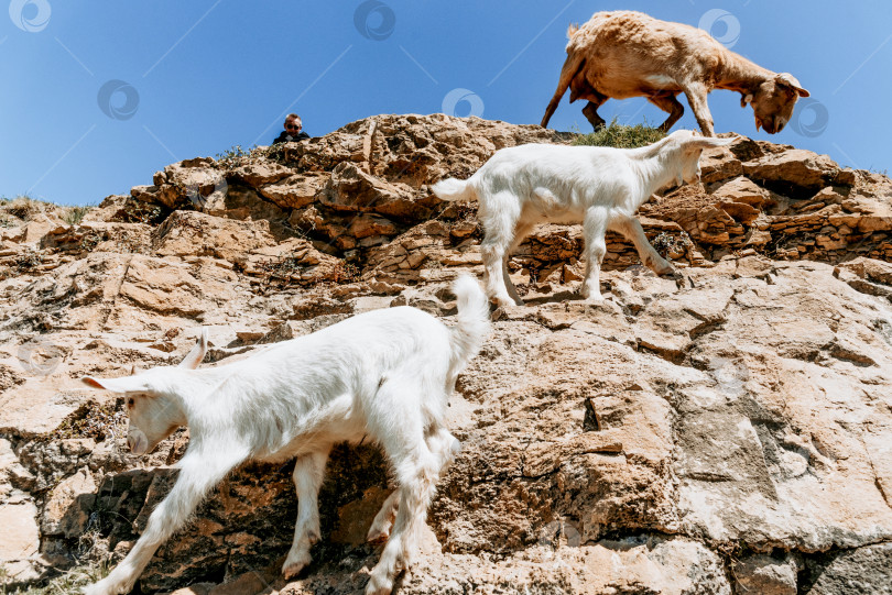 Скачать Молодые горные козлы спускаются по крутому обрыву, сельскохозяйственные млекопитающие пасутся на лугу за пределами фермы фотосток Ozero