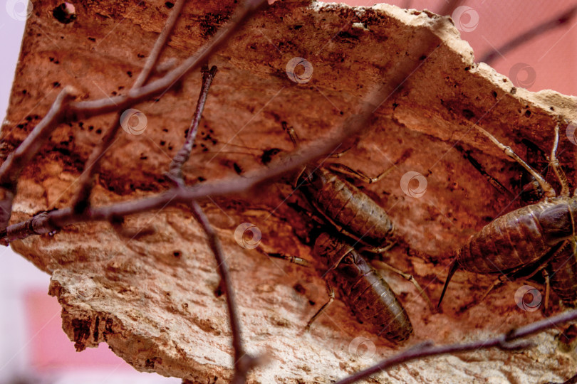 Скачать Большие противные уродливые эндемичные экзотические жуки тараканы вредители ползают по грязной коре дерева фотосток Ozero