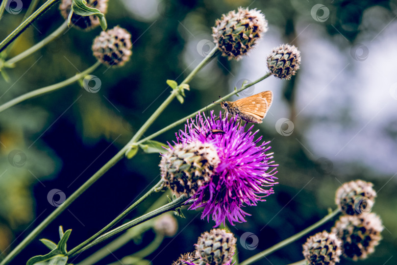 Скачать Бабочка монарх сидит на цветке, собирая пыльцу, опыляя цветущие растения фотосток Ozero