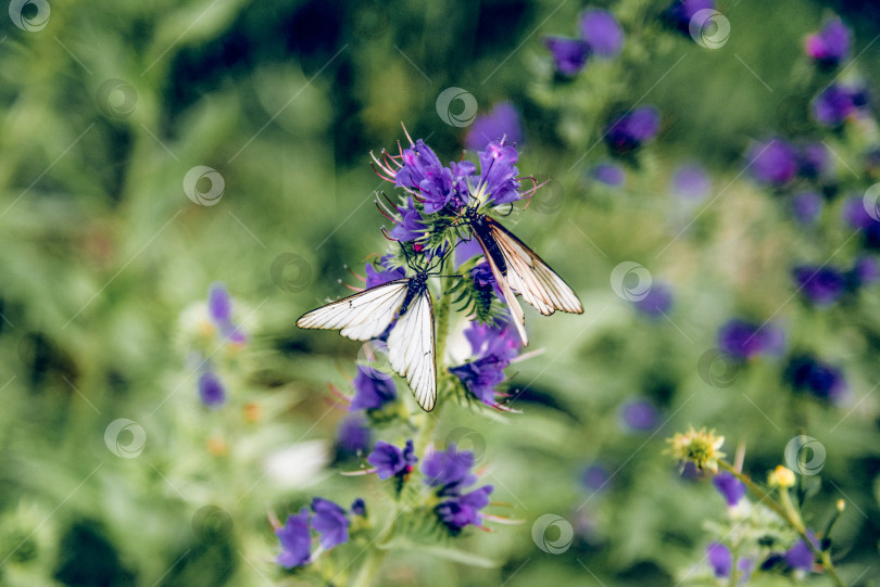 Скачать Бабочка с белыми черными прожилками сидит на цветке, собирая пыльцу, растение для опыления фотосток Ozero