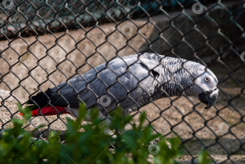 Скачать Африканский серый попугай в клетке в зоопарке фотосток Ozero