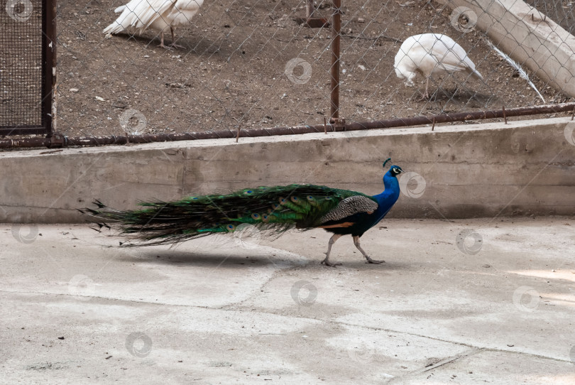 Скачать Величественный павлин, прогуливающийся по вольеру зоопарка, запечатлен в естественной среде обитания фотосток Ozero