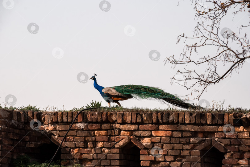 Скачать Грациозный павлин, прогуливающийся по кирпичной стене в деревенском стиле в спокойной обстановке на открытом воздухе фотосток Ozero