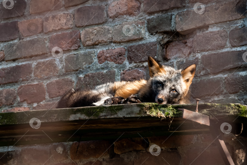 Скачать Расслабленная лиса отдыхает на деревенском кирпичном выступе в лучах солнечного света фотосток Ozero