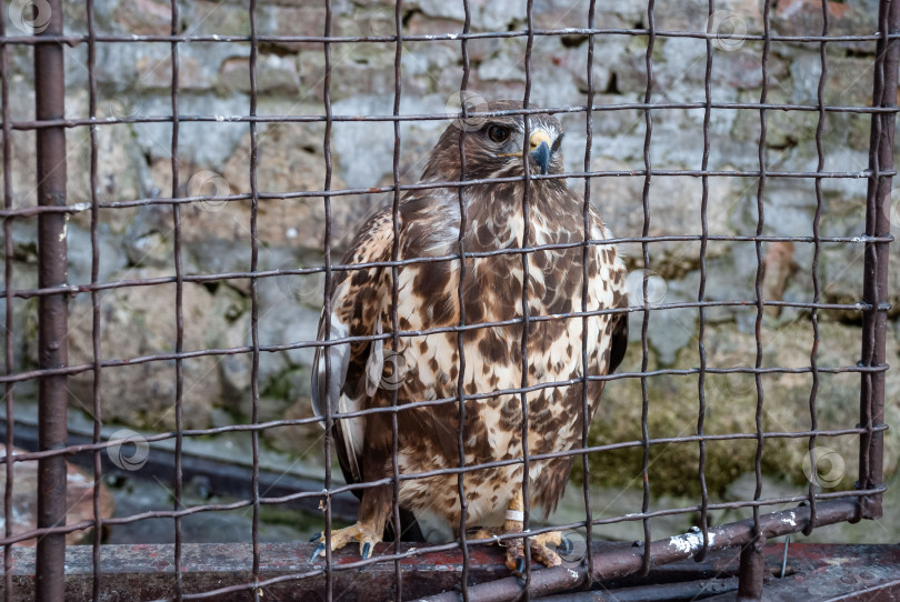 Скачать Пойманный хищник за решеткой - осведомленность об охране дикой природы фотосток Ozero