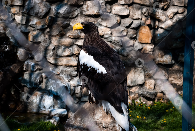 Скачать Величественный орел взгромоздился в зоопарке на каменную стену фотосток Ozero