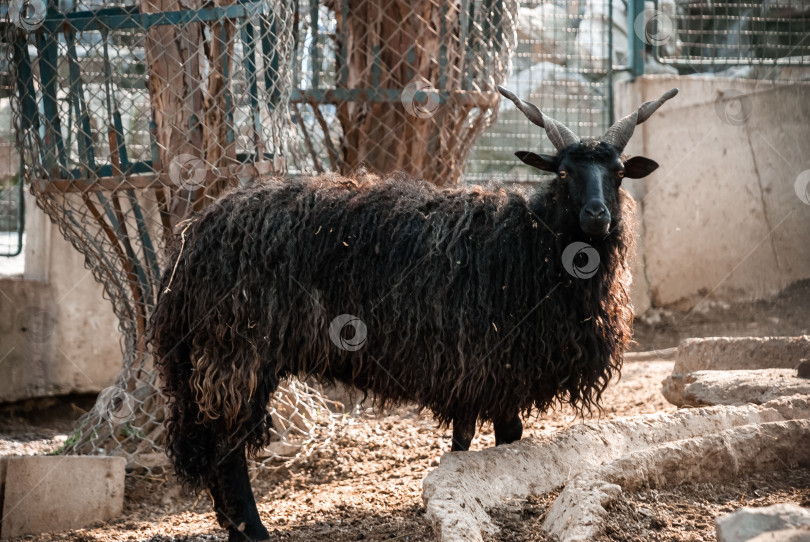 Скачать Величественная черная овца с курчавой шерстью в загородном загоне фотосток Ozero
