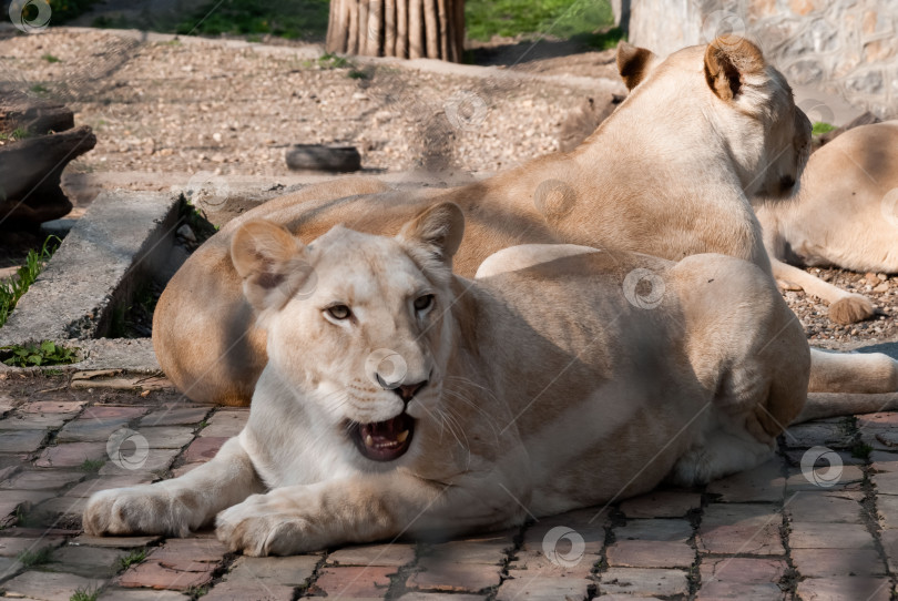 Скачать Расслабленные львы отдыхают в вольере зоопарка фотосток Ozero