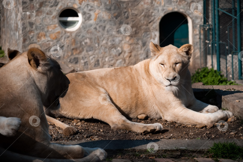 Скачать Расслабленные белые львы в залитом солнцем зоопарке фотосток Ozero
