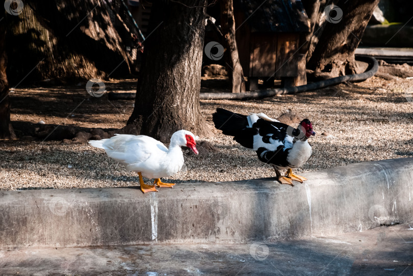 Скачать Московские утки наслаждаются тишиной в парке фотосток Ozero