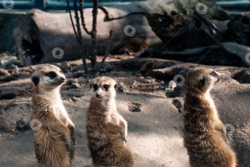 Скачать Любопытные сурикаты в естественной среде обитания, запечатленные в зоопарке фотосток Ozero