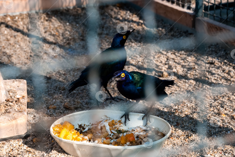 Скачать Ярко окрашенные птицы, питающиеся фруктами в вольерах фотосток Ozero
