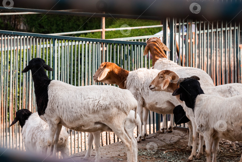Скачать Группа коз в загоне на ферме, где представлены различные породы для сельского хозяйства и животноводства фотосток Ozero