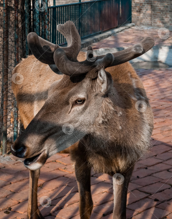 Скачать Величественный олень в окружении городской дикой природы на огороженной дорожке фотосток Ozero