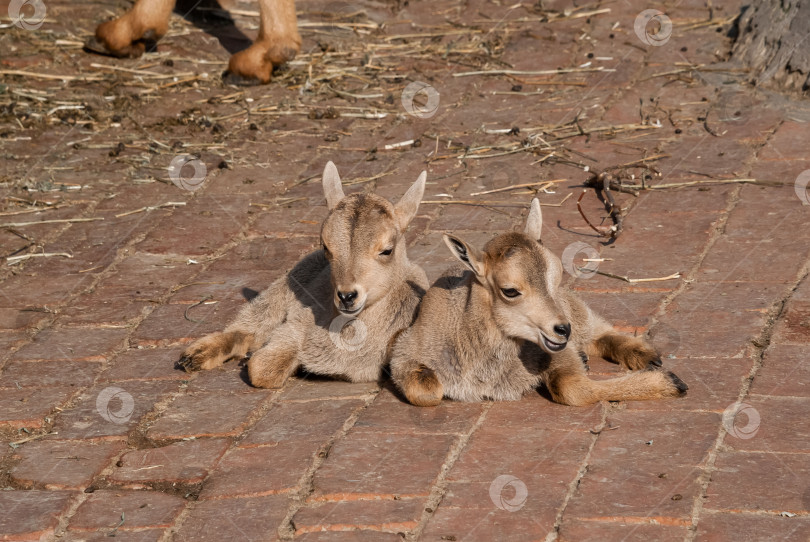 Скачать Козлята отдыхают на выложенной кирпичом дорожке в окружении залитой солнцем фермы фотосток Ozero