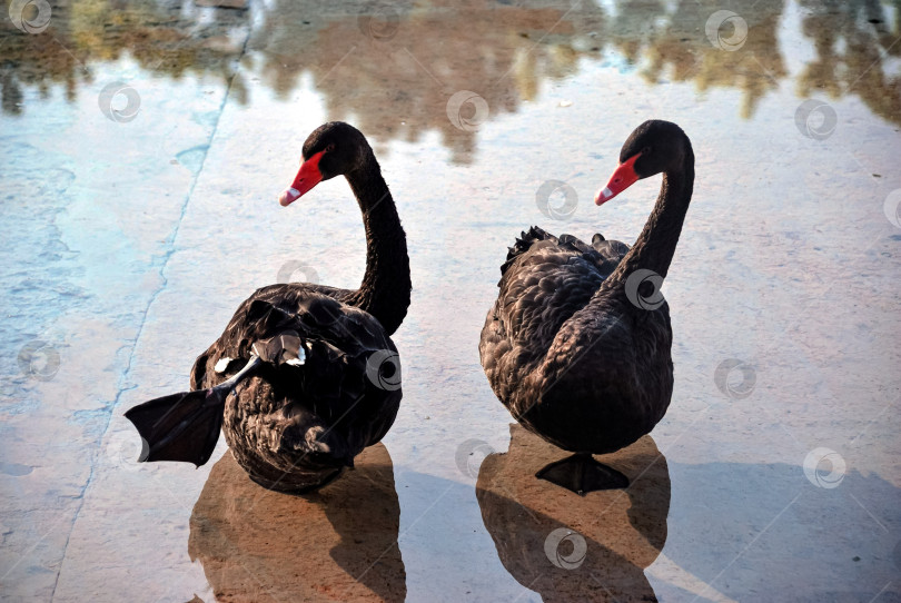 Скачать Два черных лебедя отражались в спокойной воде на закате фотосток Ozero
