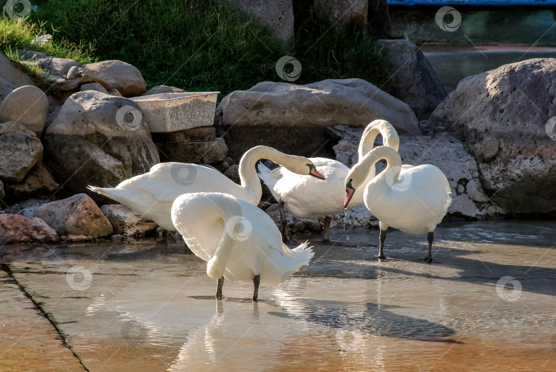 Скачать Группа лебедей прихорашивается и общается у каменистого пруда фотосток Ozero
