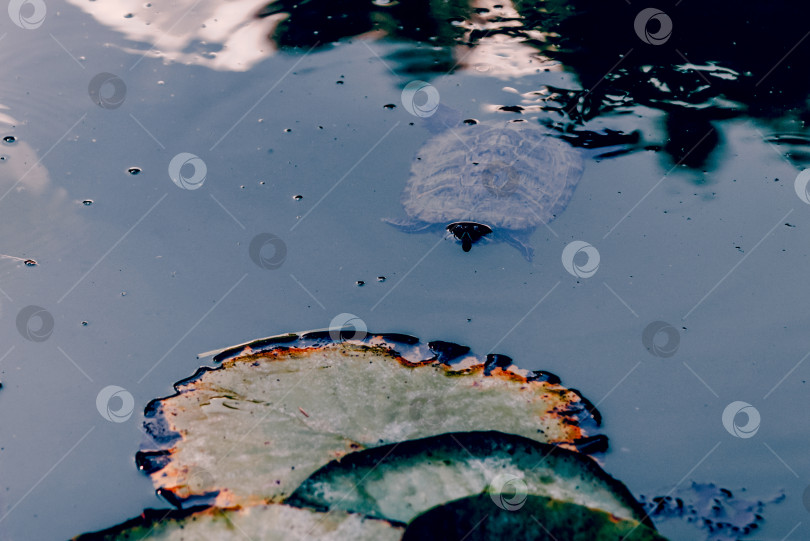 Скачать Маленькая черепаха, плавающая под водой в пруду, морском озере, водные рептилии в среде обитания фотосток Ozero