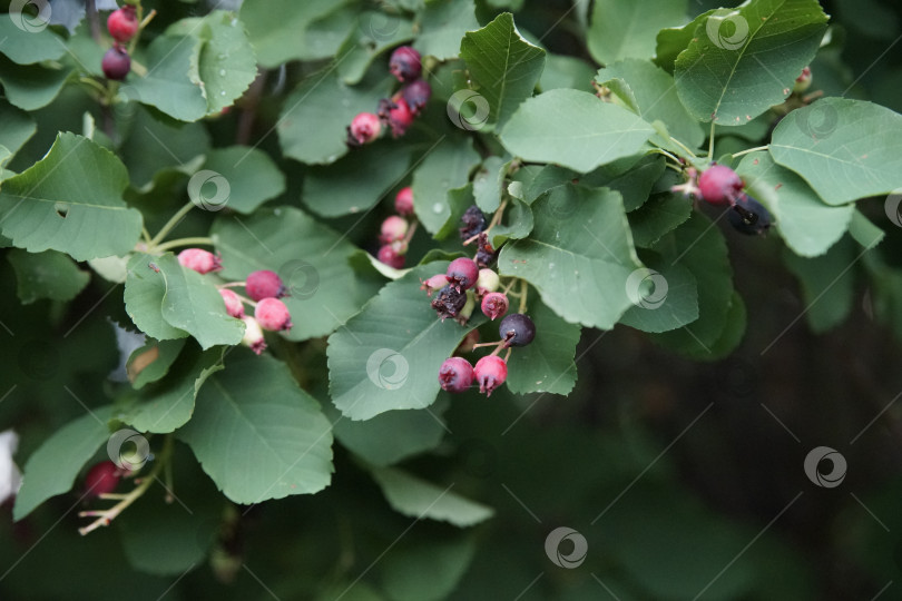 Скачать Ягоды фотосток Ozero