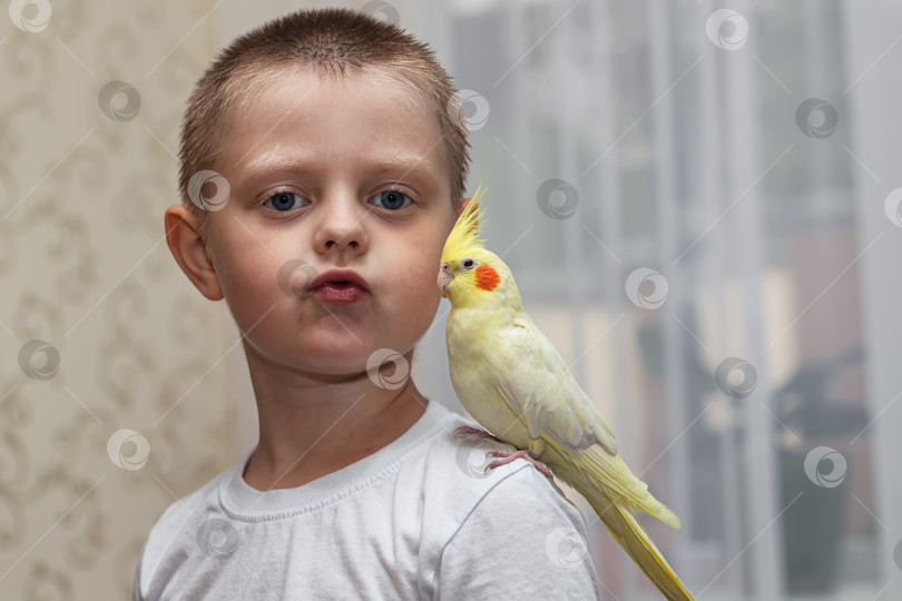 Скачать Домашний попугай Корелла сидит на плече у маленького мальчика фотосток Ozero