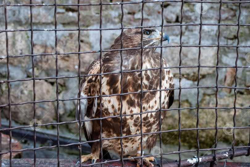 Скачать Ястреб в неволе за проволочным забором в зоопарке фотосток Ozero
