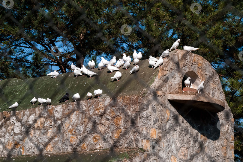 Скачать Мирное скопление голубей на каменном сооружении в Солнечном парке фотосток Ozero