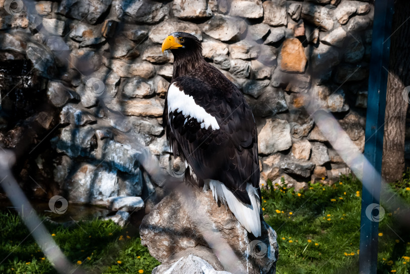 Скачать Величественный орел на скале на фоне каменной стены в естественной среде обитания фотосток Ozero