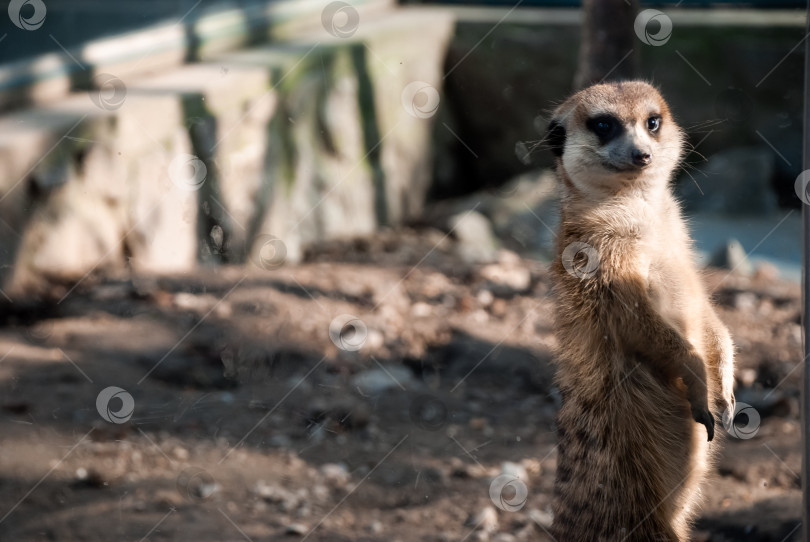 Скачать Любопытный сурикат, стоящий начеку в залитой солнцем природной среде фотосток Ozero
