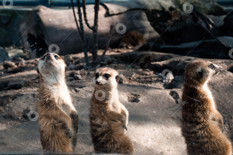 Скачать Любопытные сурикаты в естественной среде обитания выставляются в зоопарке фотосток Ozero